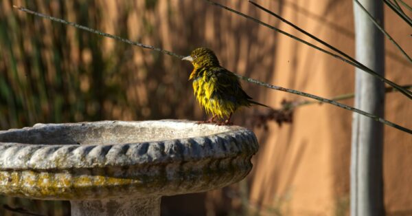 green and yellow bird on gray concrete post during daytime